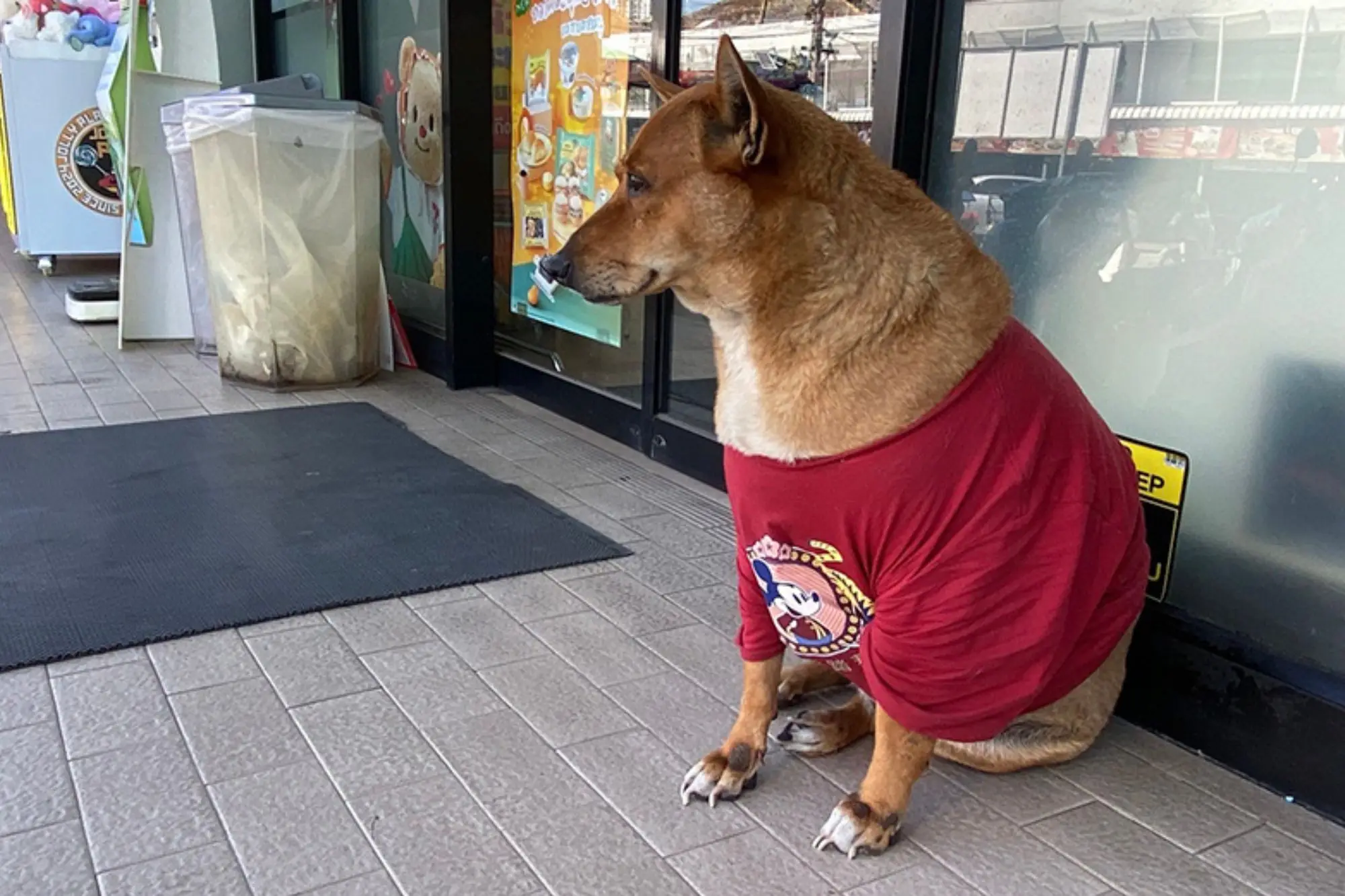 泰版忠犬八公感動全國 喜獲公主收養