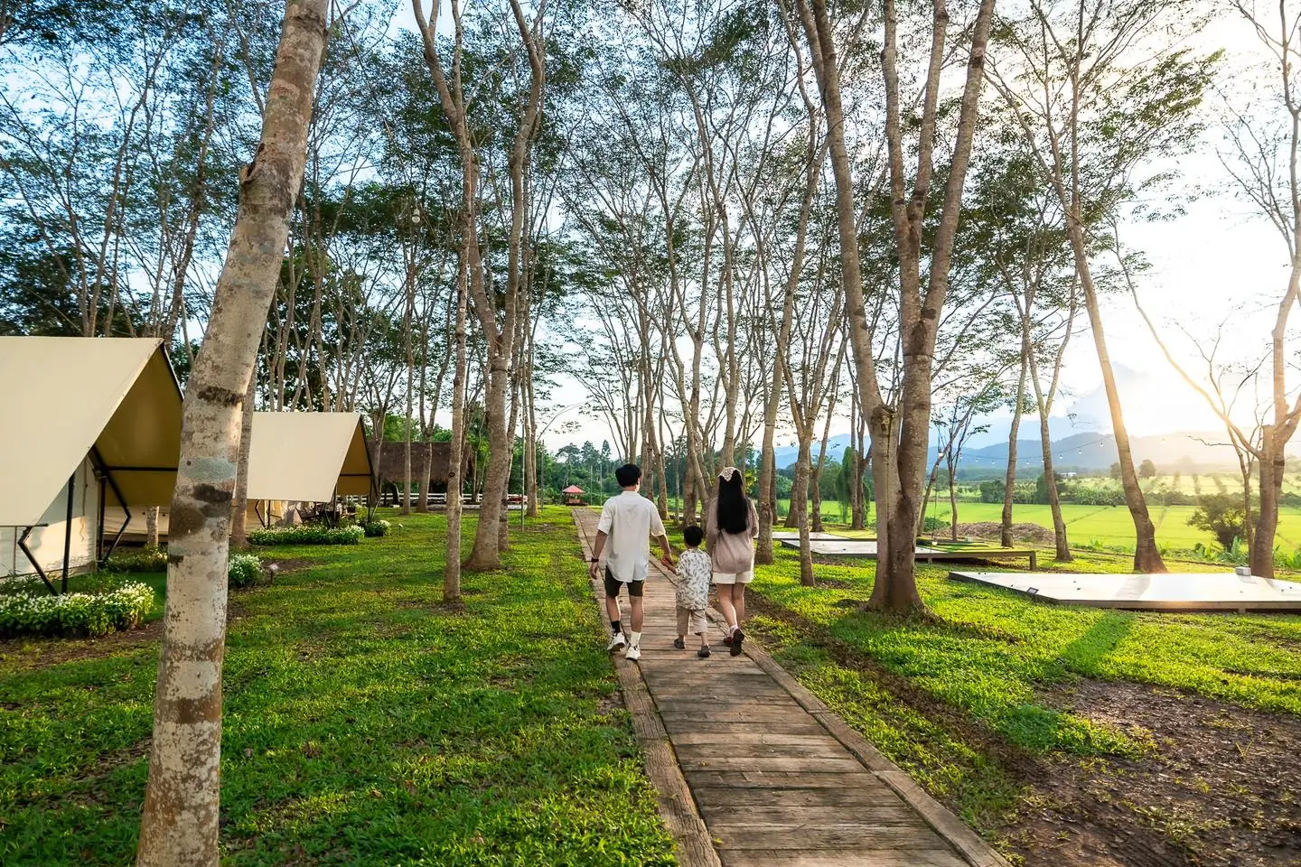 泰國情人節！清萊聖獅公園東南亞最大熱氣球嘉年華（來源：Singha Park臉書粉專）