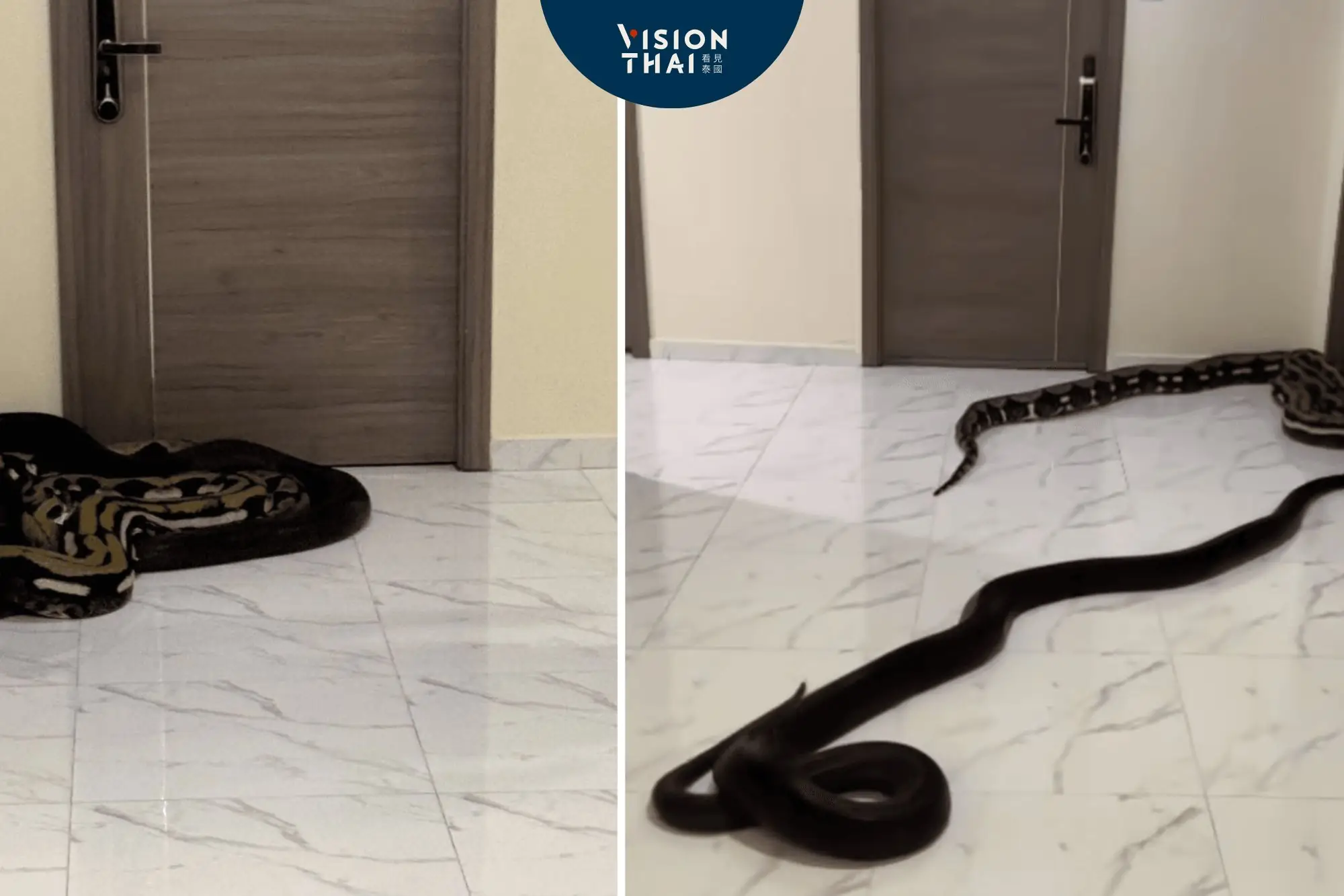 曼谷公寓走廊蛇出沒！住戶放蛇抗議寵物擾民網熱議（來源：thai PBS）