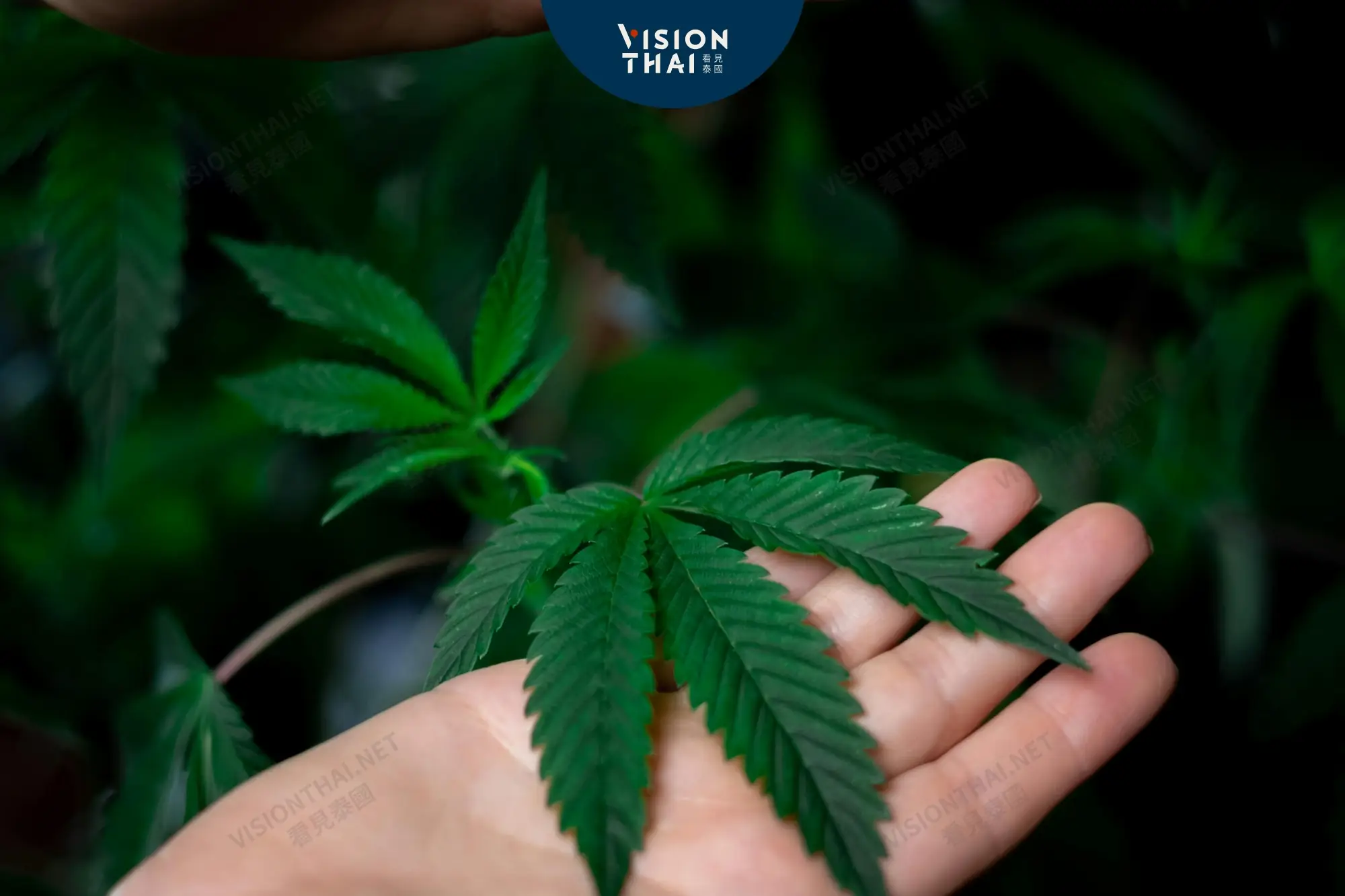 泰國大麻使用需持醫療證明 衛生部長擬40天內出台新規（來源：看見泰國 Vision Thai）