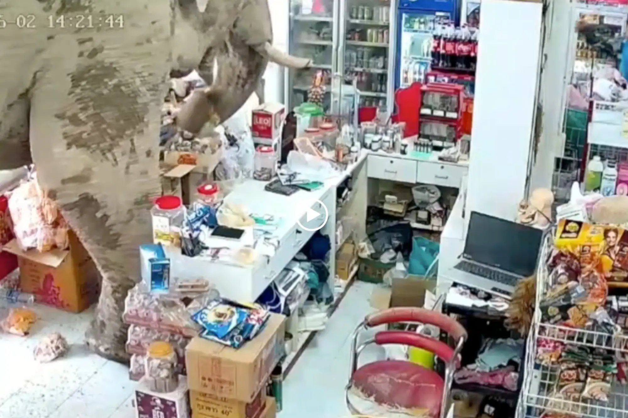 泰國大象闖雜貨店用象鼻「購物」偏愛甜食（來源：影片截圖）