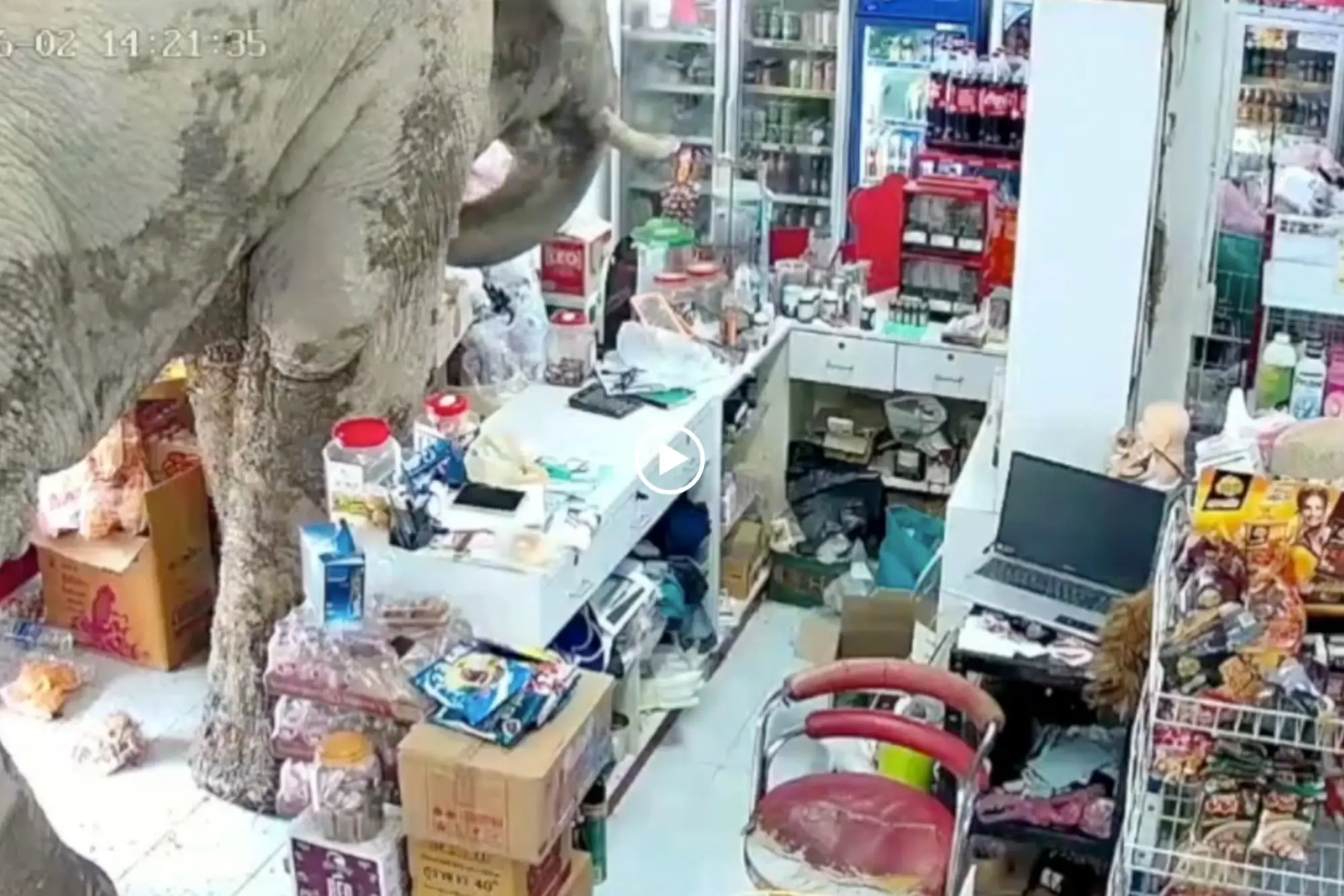 泰國大象闖雜貨店用象鼻「購物」偏愛甜食（來源：影片截圖）