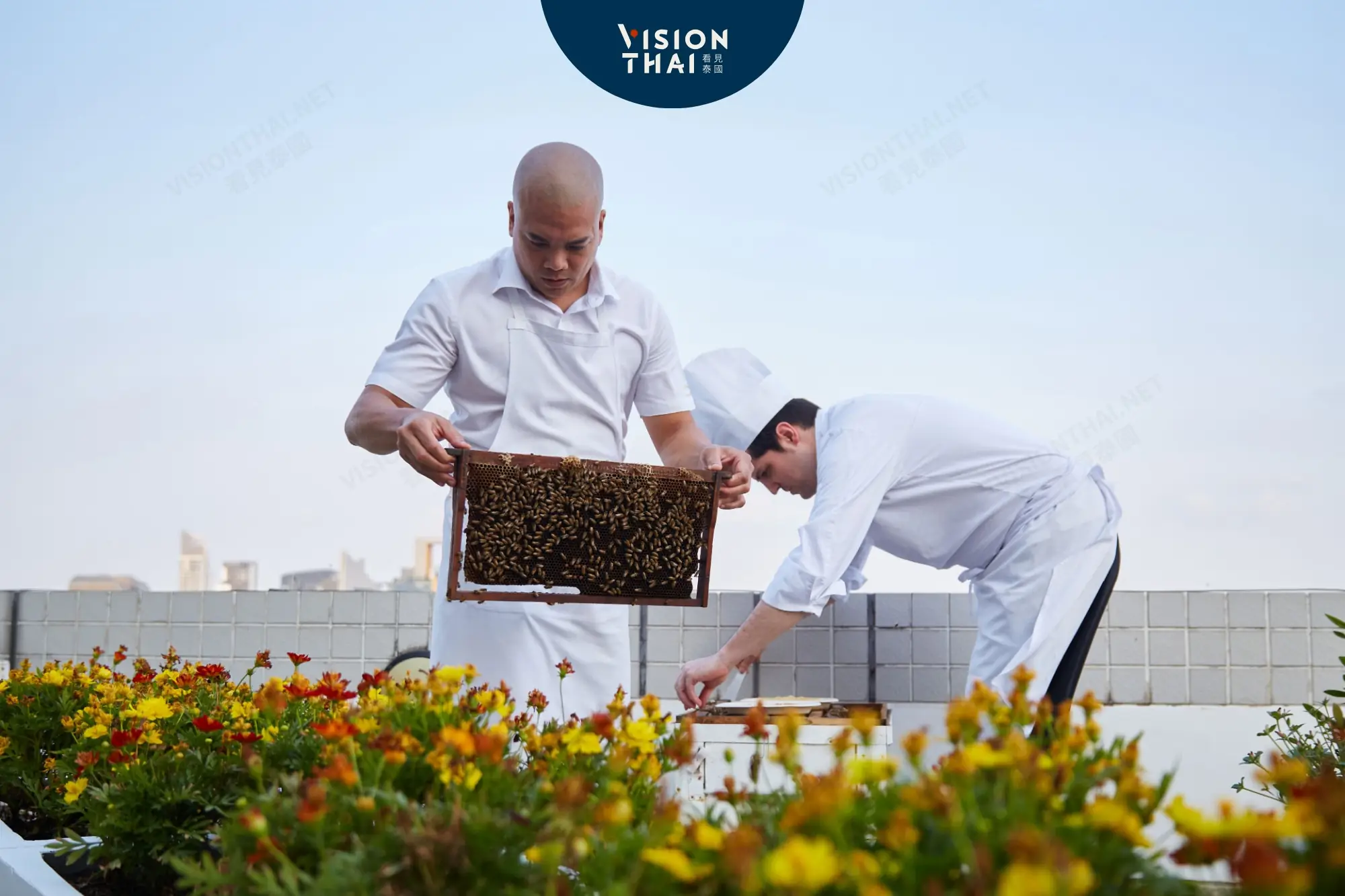 曼谷康萊德酒店打造首座“屋頂養蜂場”：觀蜂品蜜、享蜂蜜SPA（來源：曼谷康萊德酒店提供）
