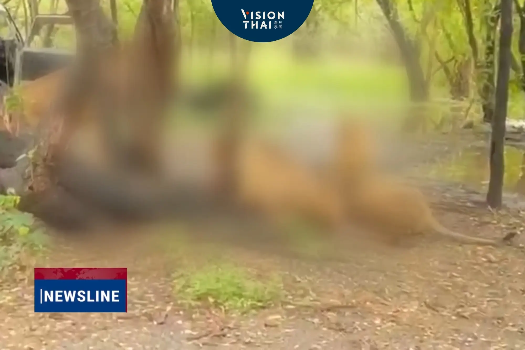 曼谷野生動物園Safari World飼育員遭獅群撕咬15分鐘身亡 遊客全程目睹(來源:影片截圖)