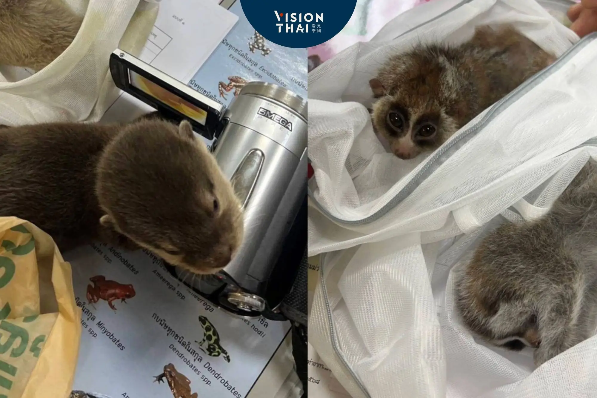 台灣旅客泰國走私保育動物被捕 毛衣藏8隻動物（來源：Thai PBS）