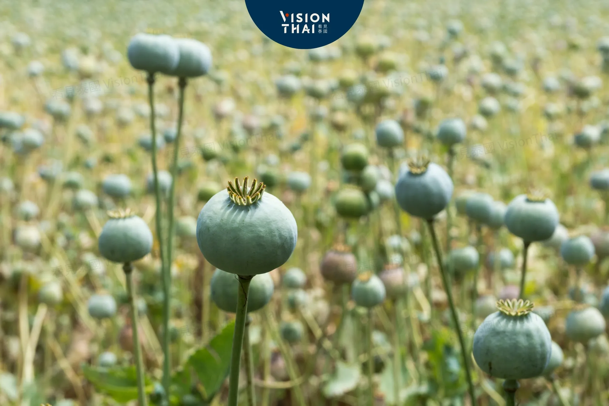 泰國擬開放鴉片種植 發展植物醫學助農民轉作高價值作物（來源：看見泰國 VisionThai）