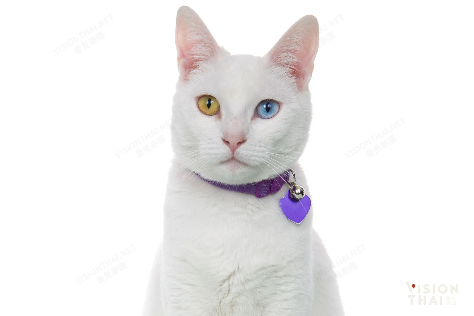 泰国国宝猫「白玛瑙猫」遇见泰国传说中的“猫中皇后”(来源:看见泰国 VisionThai )