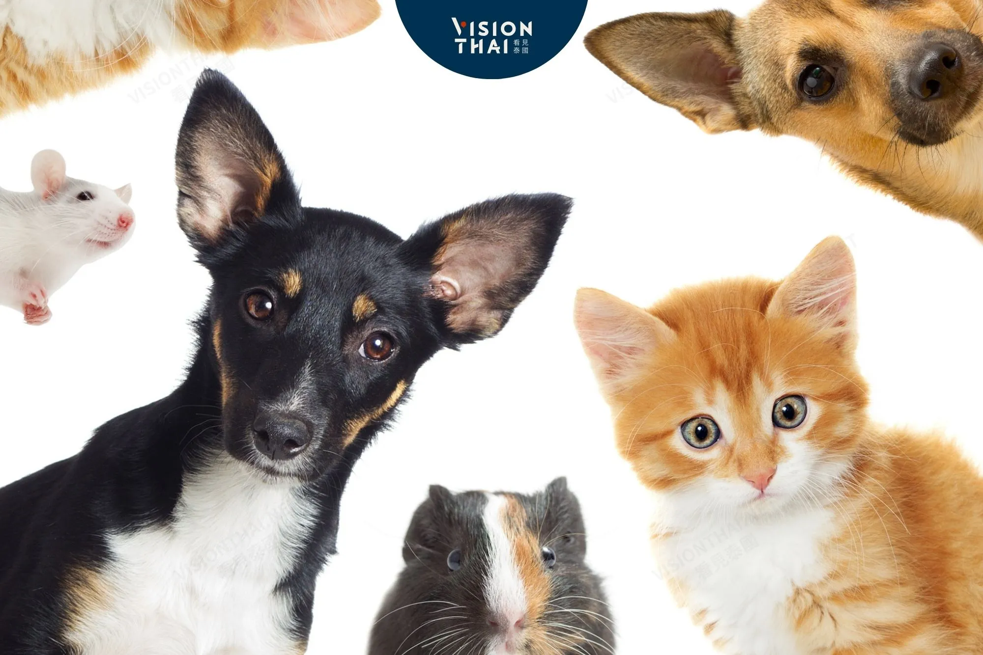 曼谷推寵物植晶片免費！每日500名額至6月（來源：看見泰國 VisionThai）