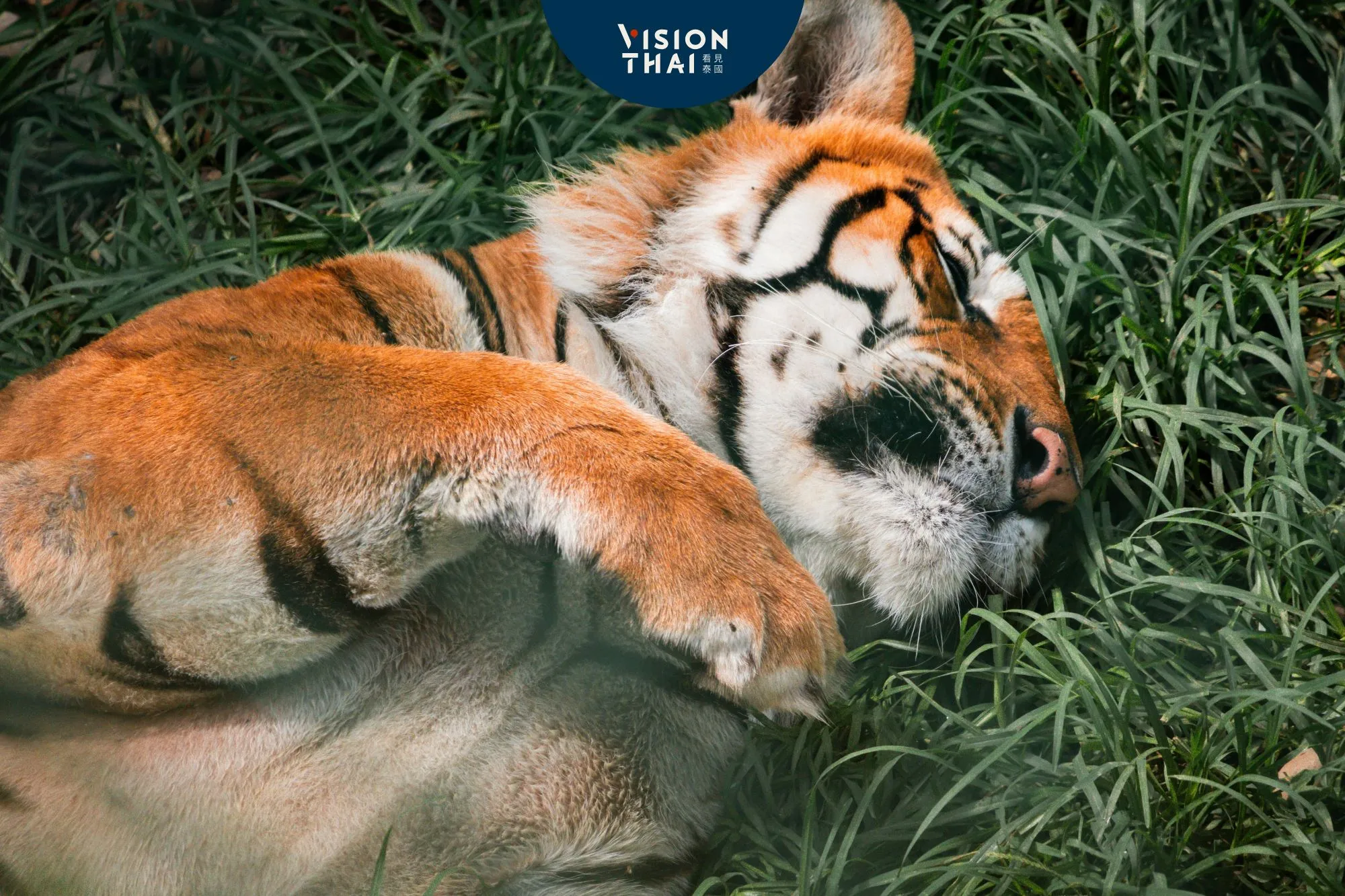 清邁老虎集體死亡成謎！獸醫質疑官方說法隱瞞真相（來源：Vision Thai）