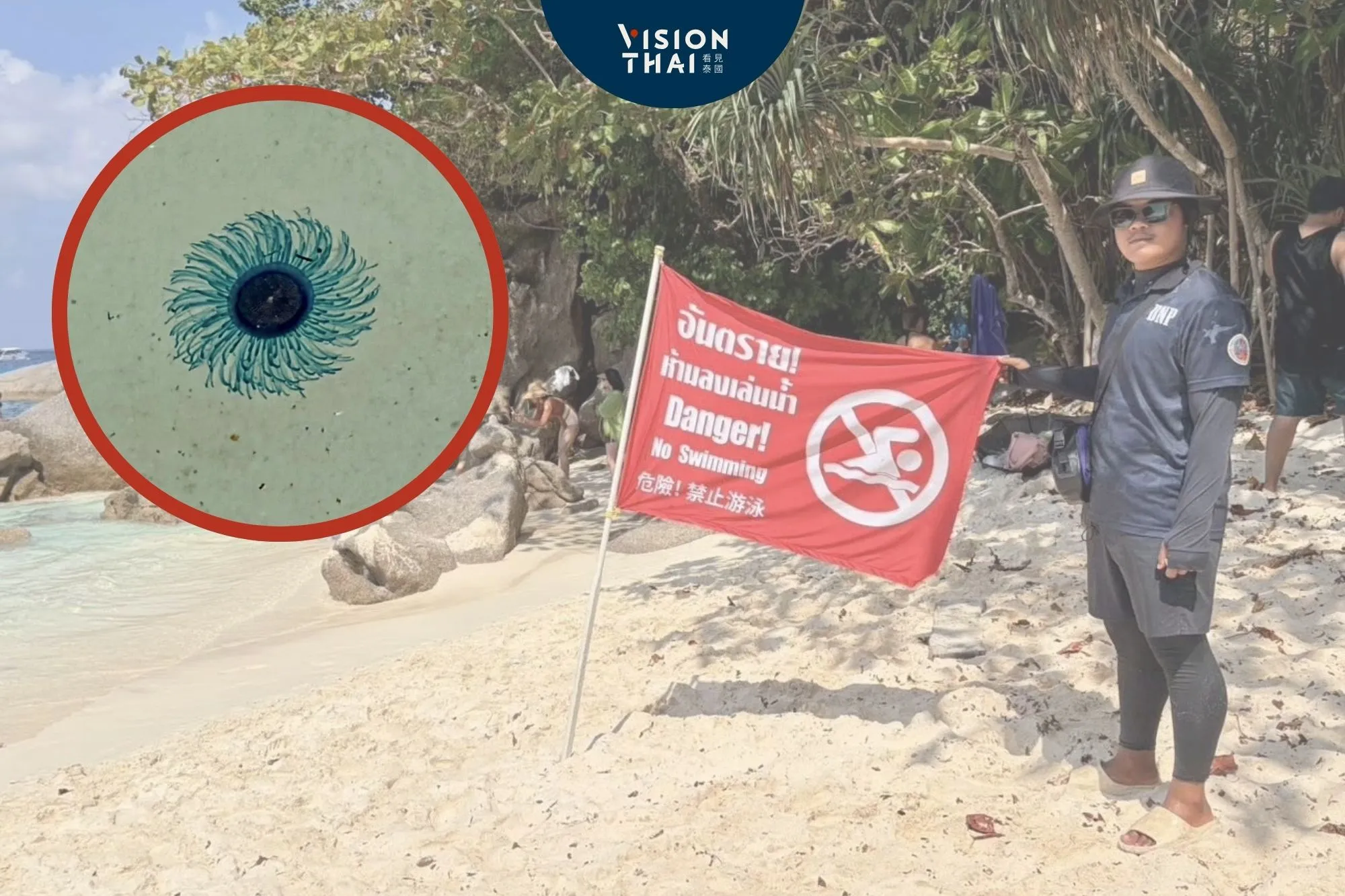 泰國斯米蘭島驚見藍鈕扣毒水母緊急關閉 （來源：อุทยานแห่งชาติหมู่เกาะสิมิลัน - Mu Ko Similan National park FB）