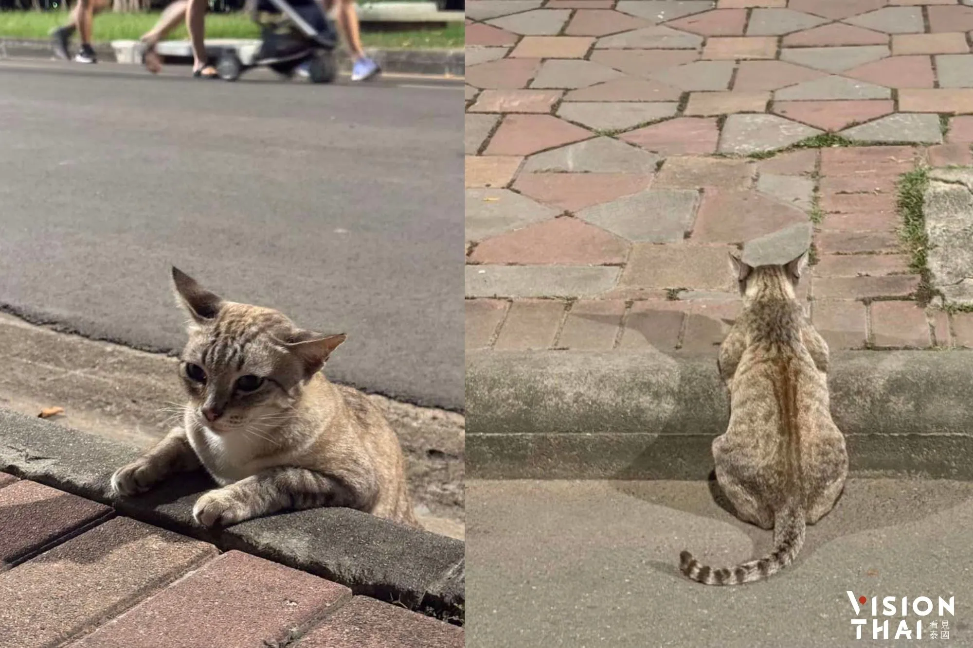 倫披尼公園「貓咪管理員」超吸睛 志工籲拍照就好勿餵食