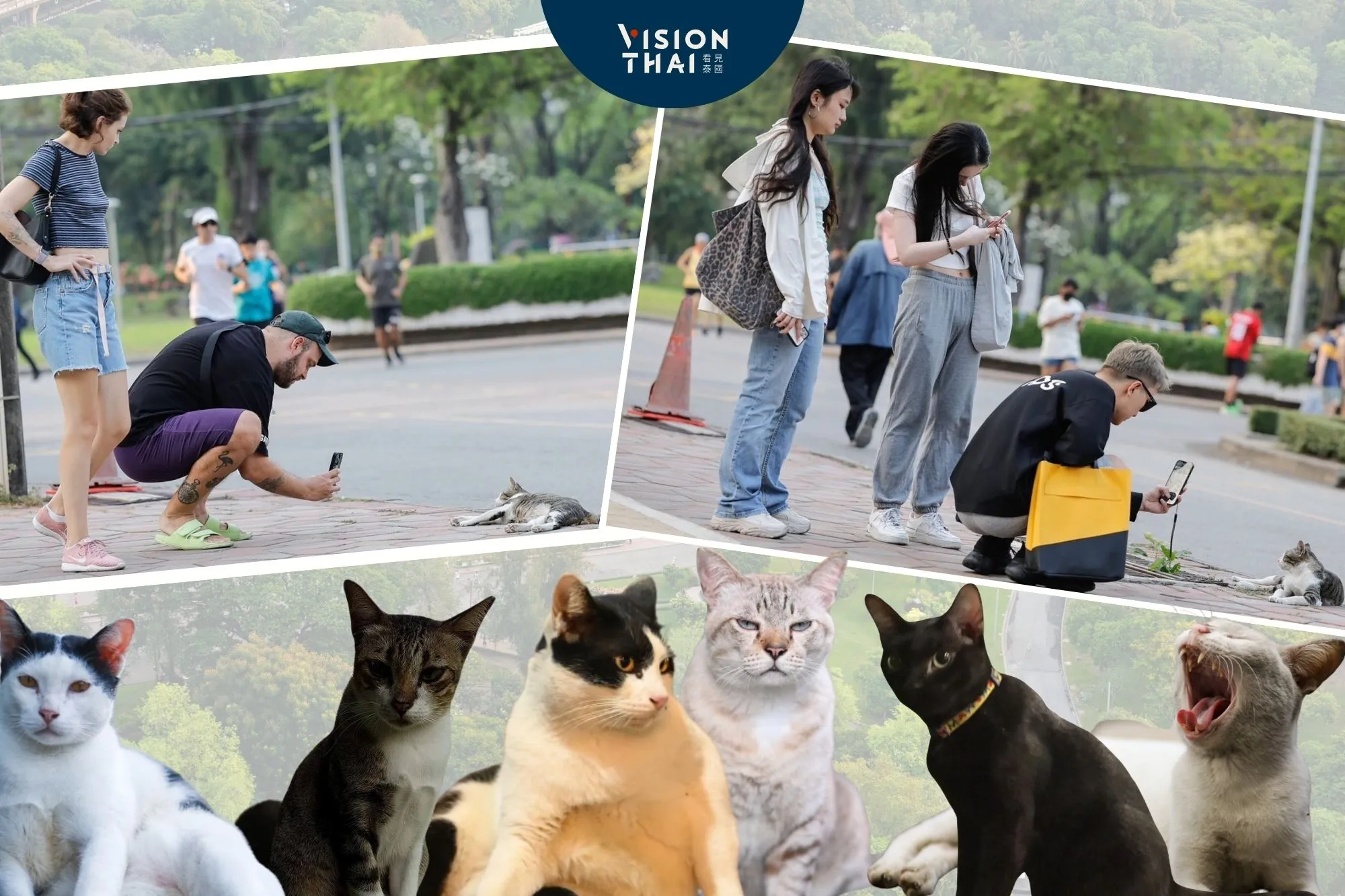 倫披尼公園「貓咪管理員」超吸睛 志工籲拍照就好勿餵食（來源 ：網絡合圖 ）