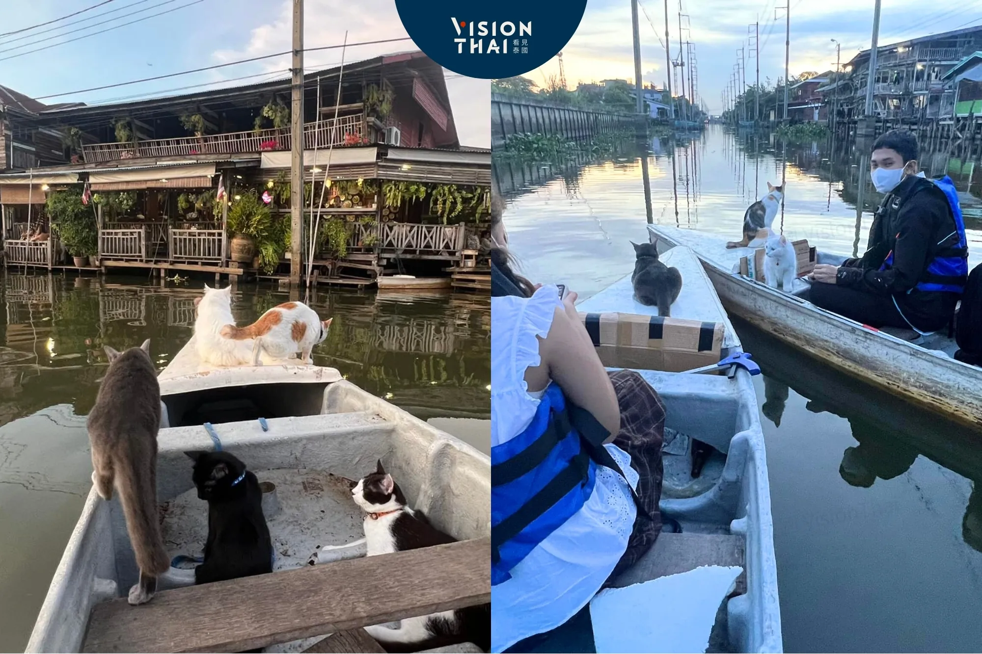 曼谷貓貓船超療癒！水上市場擼貓遊船Si Yaek Huatakhe民宿咖啡廳（來源：官方社群）