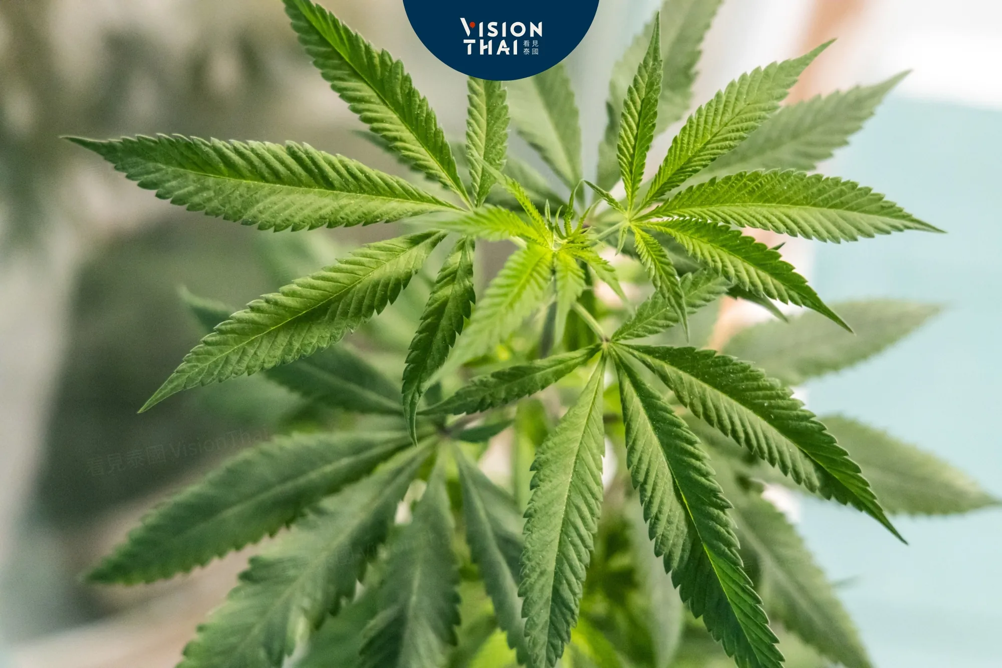 泰國大麻新法規 放寬大麻萃取物規定 不再僅限醫療用途（來源：看見泰國 VisionThai）