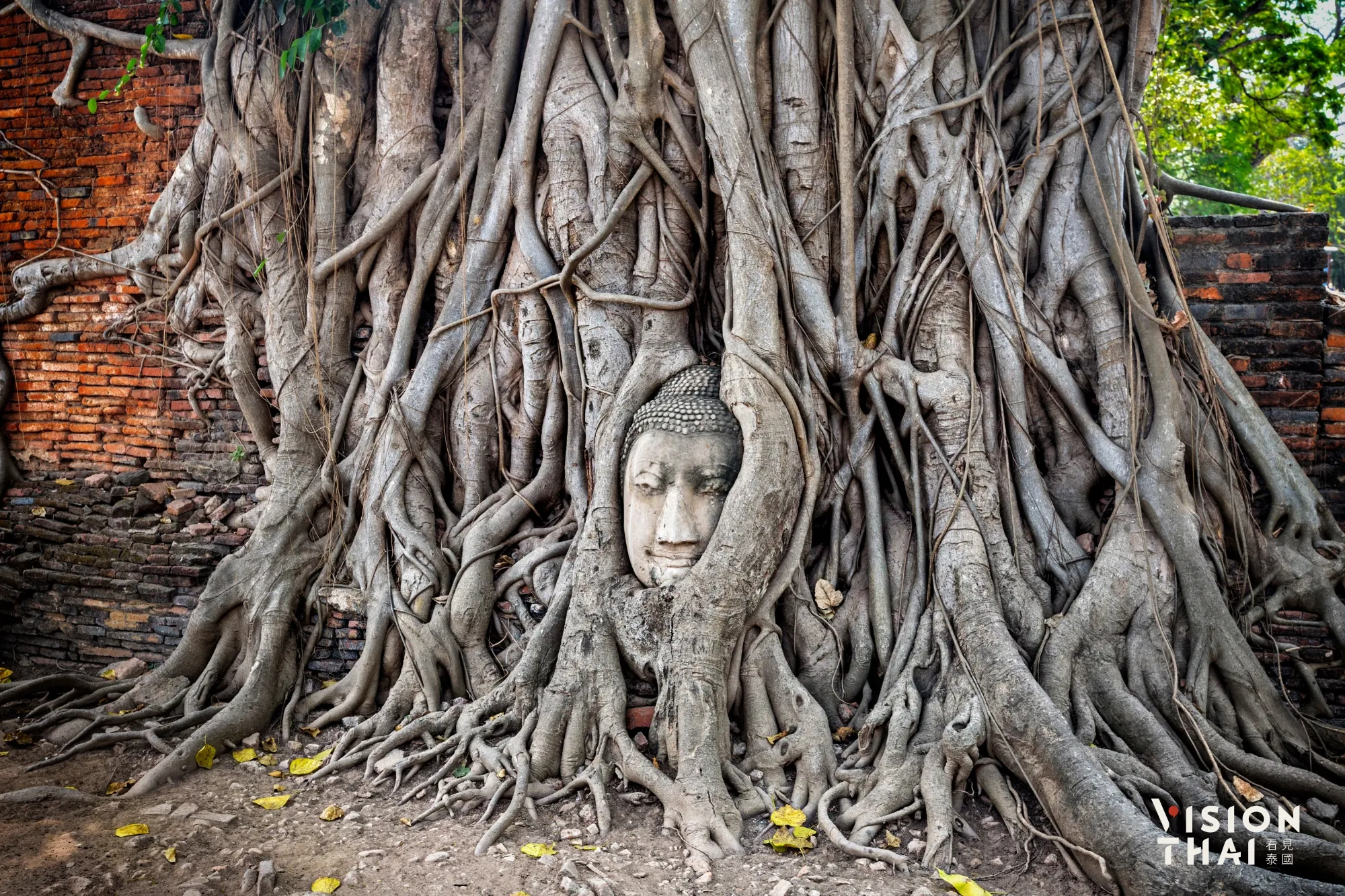 大城歷史公園中最著名的就是「樹抱佛頭」奇觀（來源：看見泰國 VisionThai）