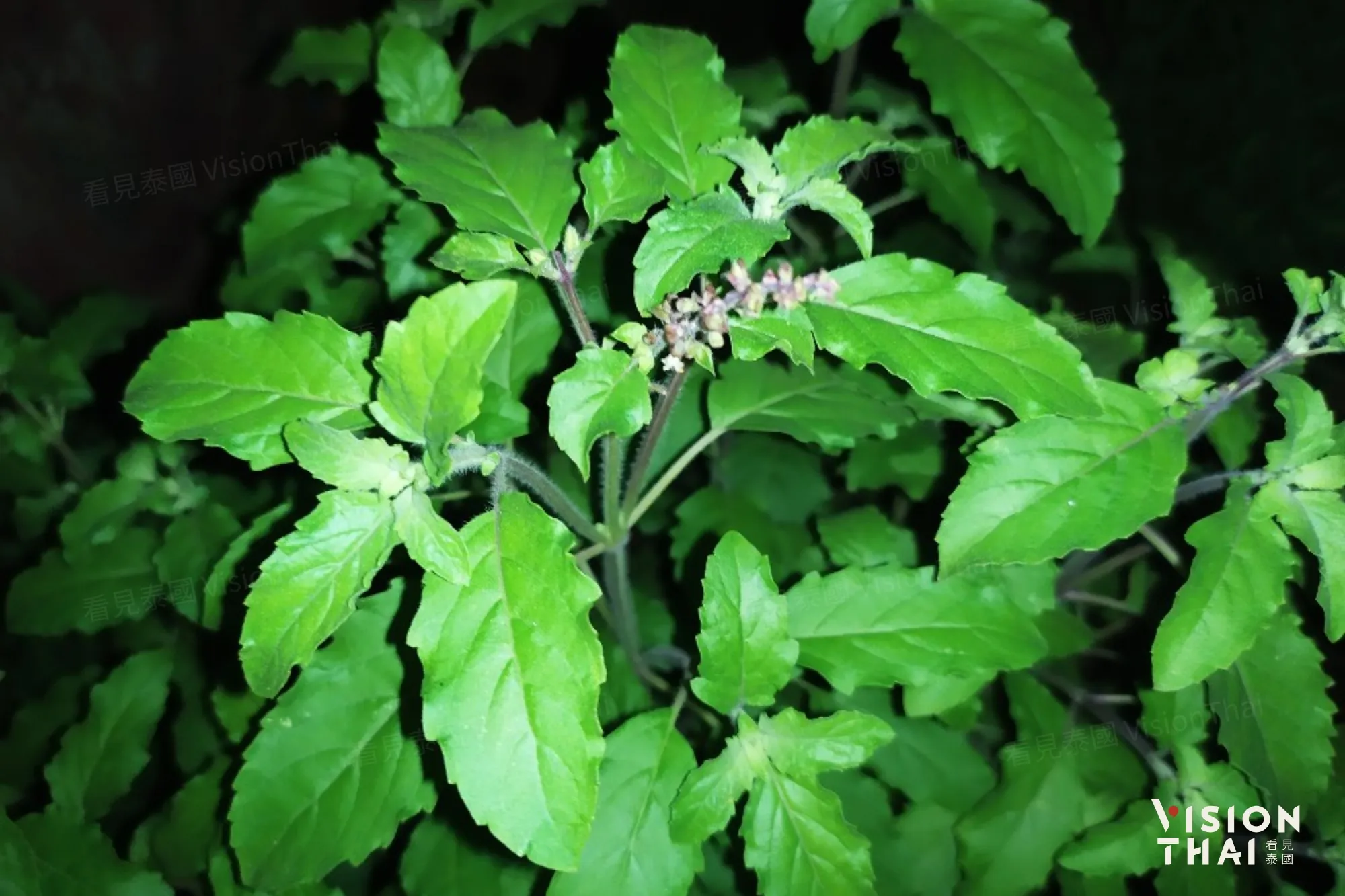 野生嘎拋,莖是褐色,香氣濃,辣到舌頭刺麻。(來源:Pantip)