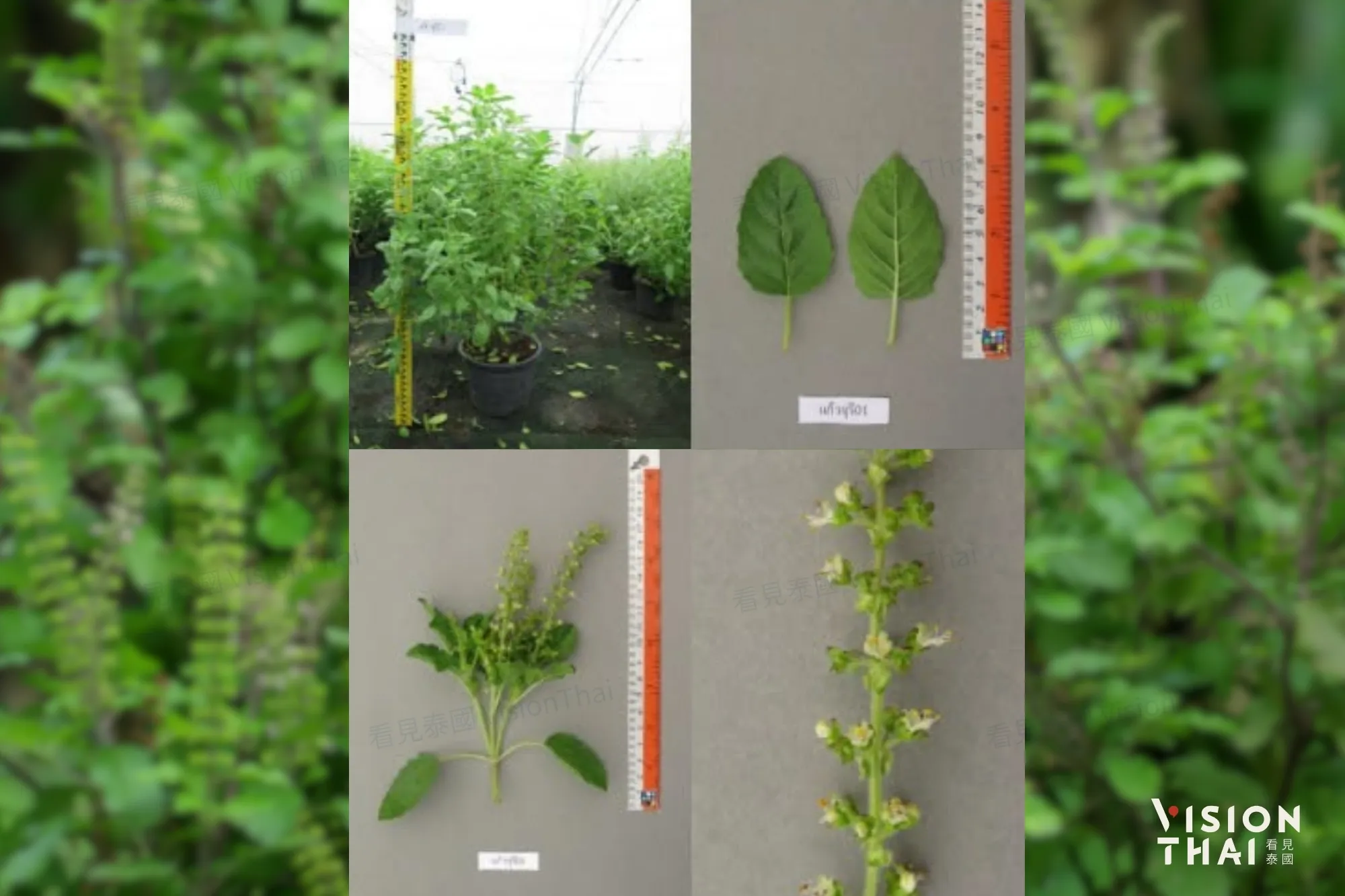 嘎拋葉品種Kaewjuree 01(來源:BioThai)