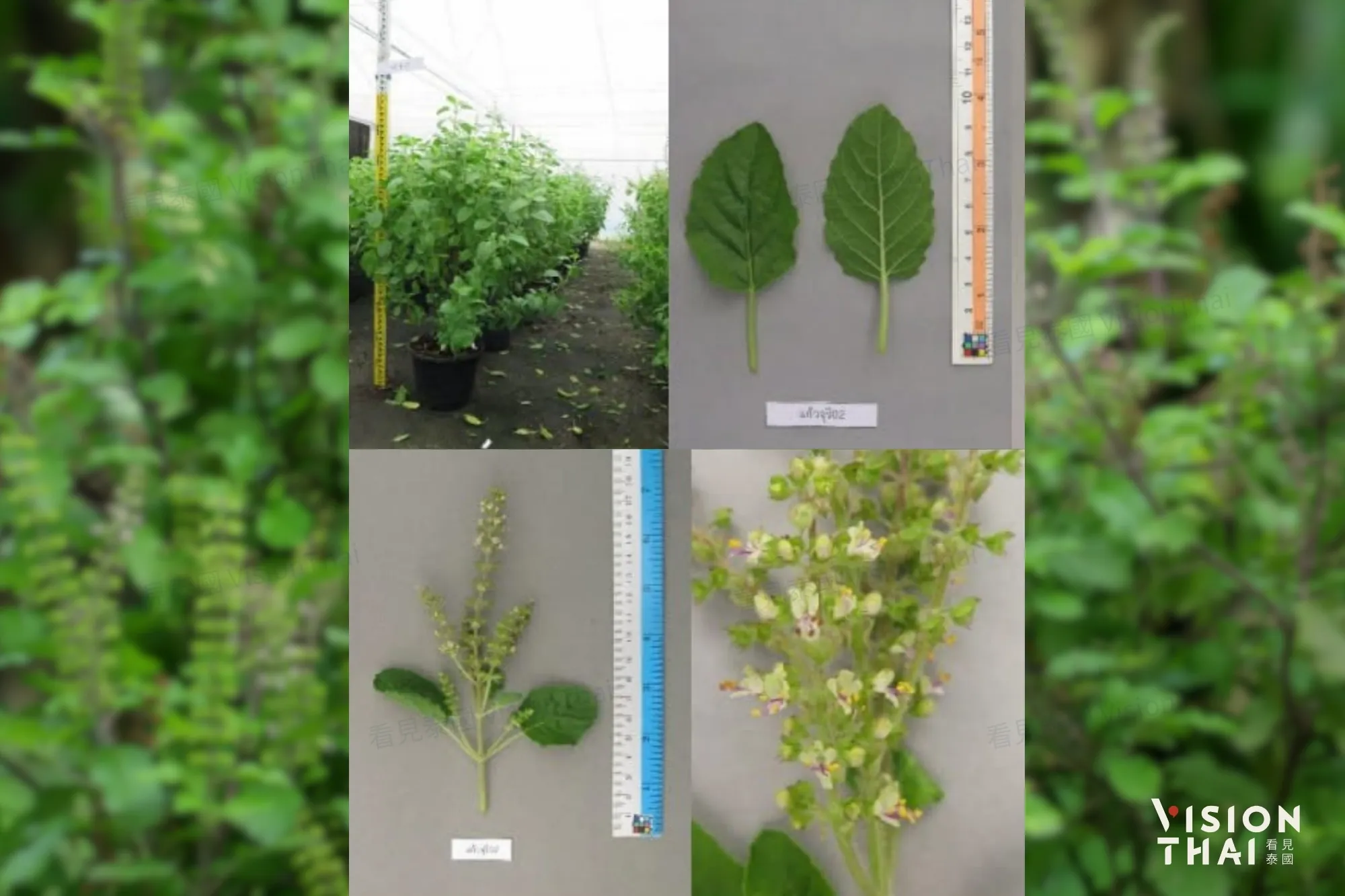 嘎拋葉品種Kaewjuree 02(來源:BioThai)